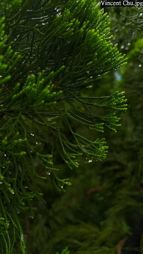 (第54批圖) LG G4 &G5&V10 日夜拍研究團 精選作品2016.6.1