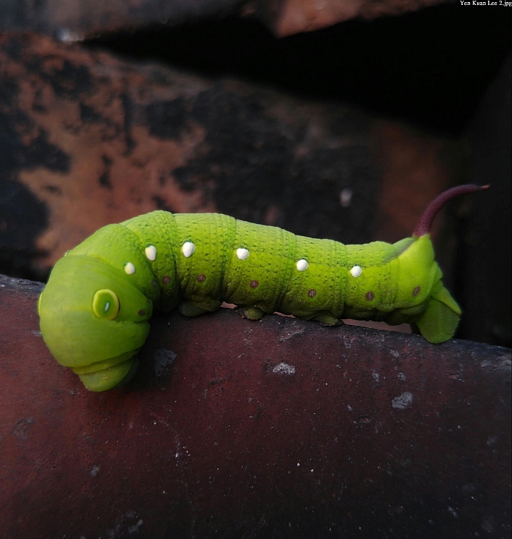 (第54批圖) LG G4 &G5&V10 日夜拍研究團 精選作品2016.6.1