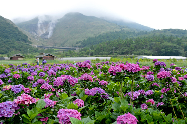 [亂拍照] 台北 陽明山竹子湖 繡球花 (財福海芋田)