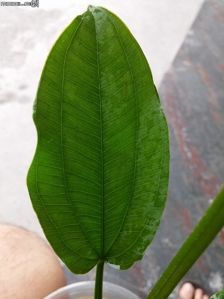 請問這是哪種皇冠水草?
