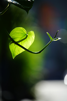 表現全面的望遠鏡頭 Sony FE 70-300mm f/4.5-5.6 G