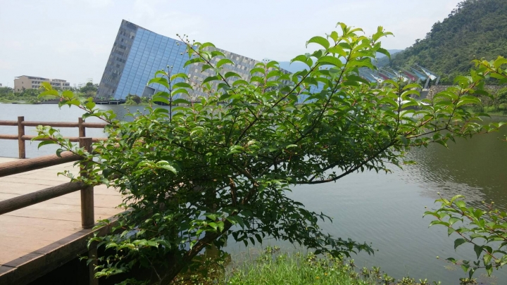 宜蘭蘭陽博物館湖畔不知名樹種!?