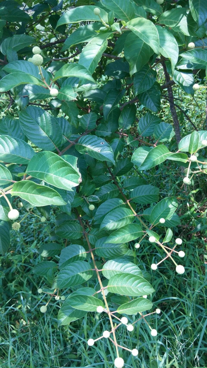 宜蘭蘭陽博物館湖畔不知名樹種!?
