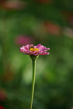 表現全面的望遠鏡頭 Sony FE 70-300mm f/4.5-5.6 G