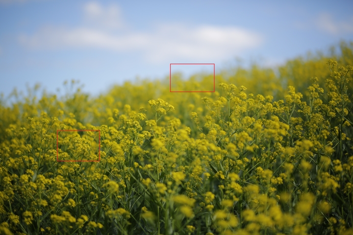 The champion of bokeh 散景之冠 Zeiss Milvus 1.4/85 ZE 不專業解毒介紹測試