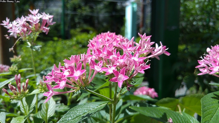 (第54批圖) LG G4 &G5&V10 日夜拍研究團 精選作品2016.6.1