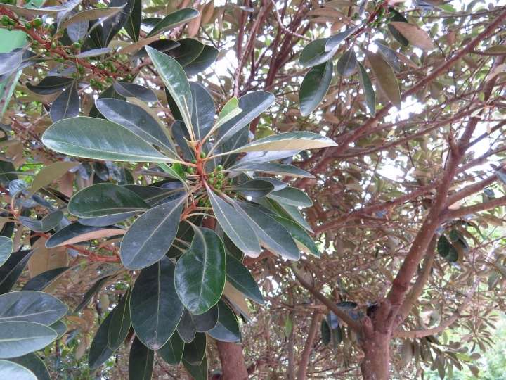 請教植物名稱