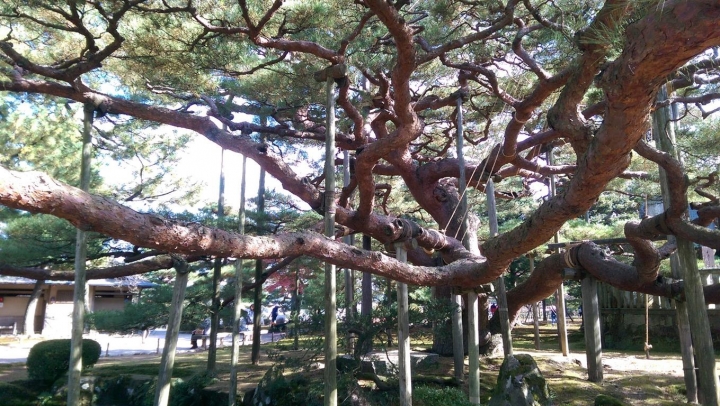 【日本。北陸】《金澤》日本三大名園之一《兼六園》紅楓滿開&金澤限定杯緣子