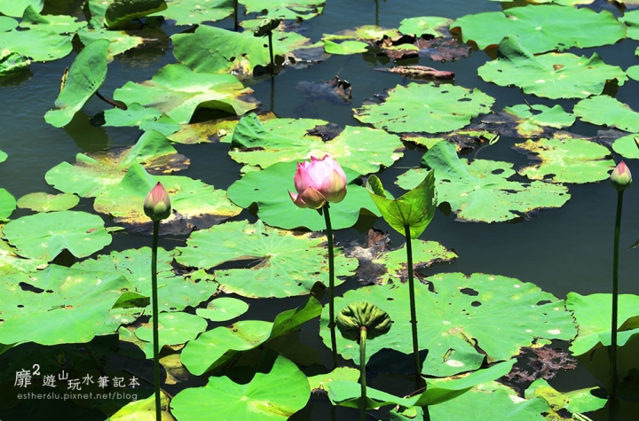 屏東~東港黑鮪魚季 崁頂公園賞蓮 華僑市場吃黑鮪魚 東隆宮 大鵬灣國家風景區 鵬灣跨海大橋