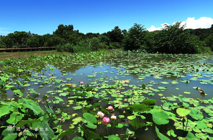 屏東~東港黑鮪魚季 崁頂公園賞蓮 華僑市場吃黑鮪魚 東隆宮 大鵬灣國家風景區 鵬灣跨海大橋