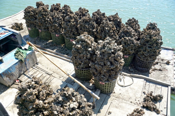 [台南][將軍區] 青鯤鯓秀里蚵嗲x青山港魚貨拍賣場