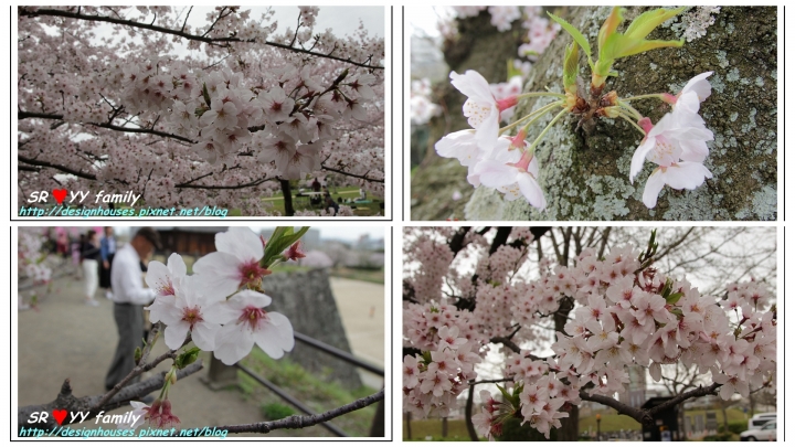 {日本九州遊} [推薦景點] 福岡賞櫻花季 賞櫻名所 舞鶴公園