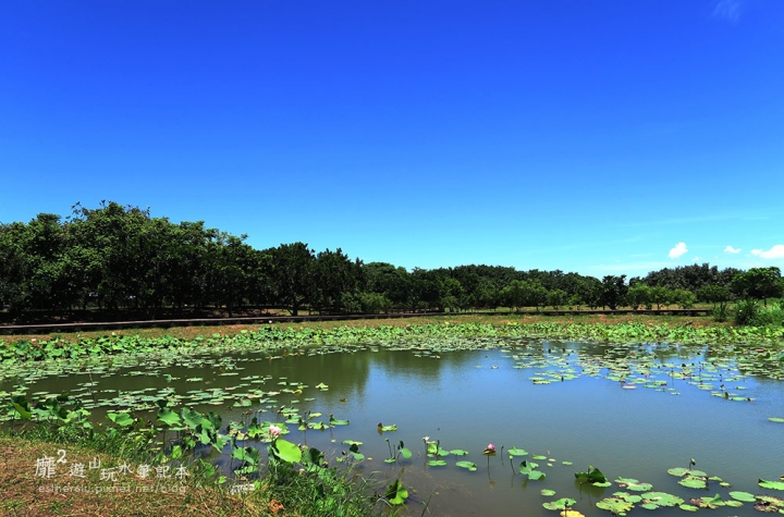 屏東~東港黑鮪魚季 崁頂公園賞蓮 華僑市場吃黑鮪魚 東隆宮 大鵬灣國家風景區 鵬灣跨海大橋