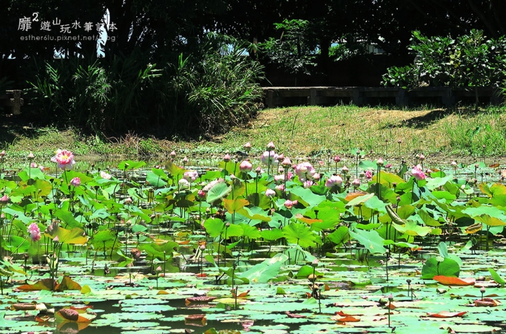 屏東~東港黑鮪魚季 崁頂公園賞蓮 華僑市場吃黑鮪魚 東隆宮 大鵬灣國家風景區 鵬灣跨海大橋