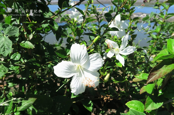 屏東~東港黑鮪魚季 崁頂公園賞蓮 華僑市場吃黑鮪魚 東隆宮 大鵬灣國家風景區 鵬灣跨海大橋