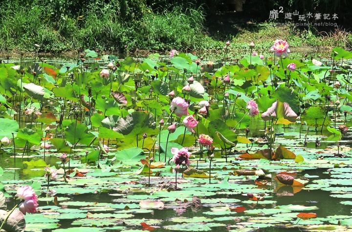 屏東~東港黑鮪魚季 崁頂公園賞蓮 華僑市場吃黑鮪魚 東隆宮 大鵬灣國家風景區 鵬灣跨海大橋