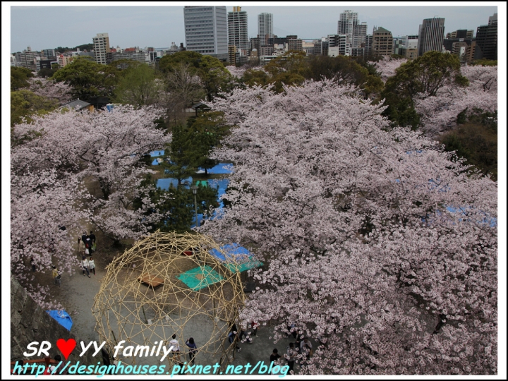 {日本九州遊} [推薦景點] 福岡賞櫻花季 賞櫻名所 舞鶴公園