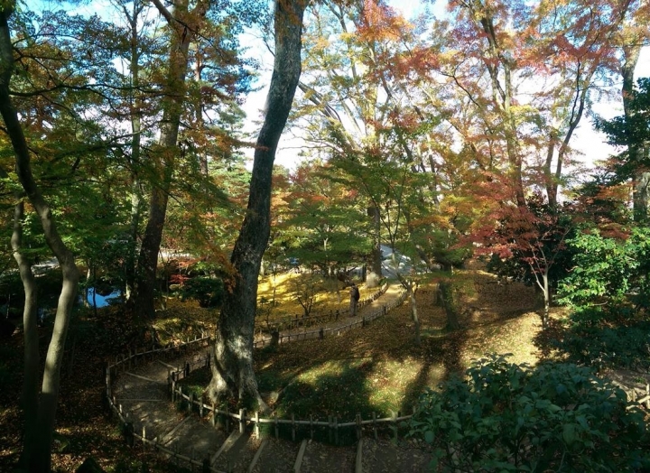 【日本。北陸】《金澤》日本三大名園之一《兼六園》紅楓滿開&金澤限定杯緣子
