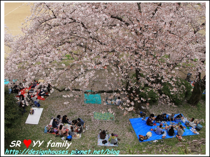 {日本九州遊} [推薦景點] 福岡賞櫻花季 賞櫻名所 舞鶴公園