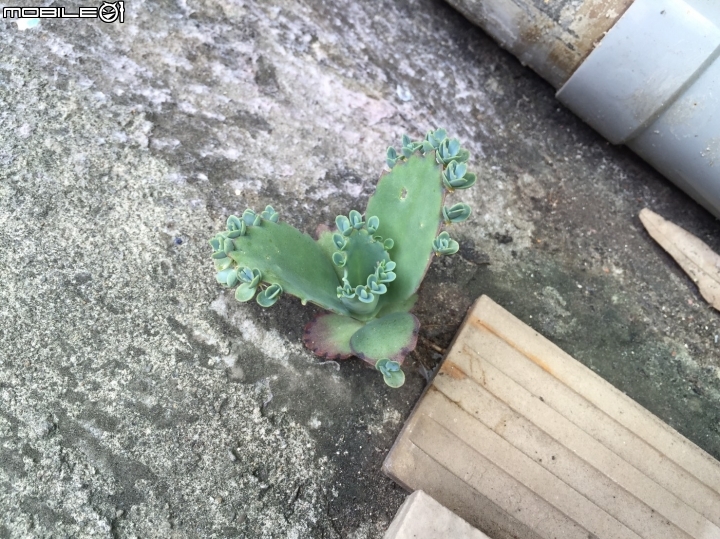 頂樓的不知名小草