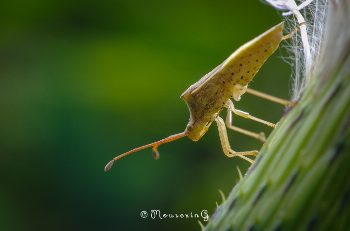 [微觀世界]不定期更新