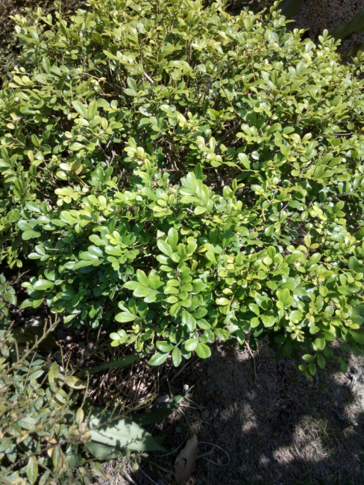 請教植物名??感謝