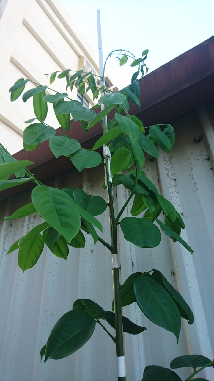 請問照片上的樹是什麼樹呢?