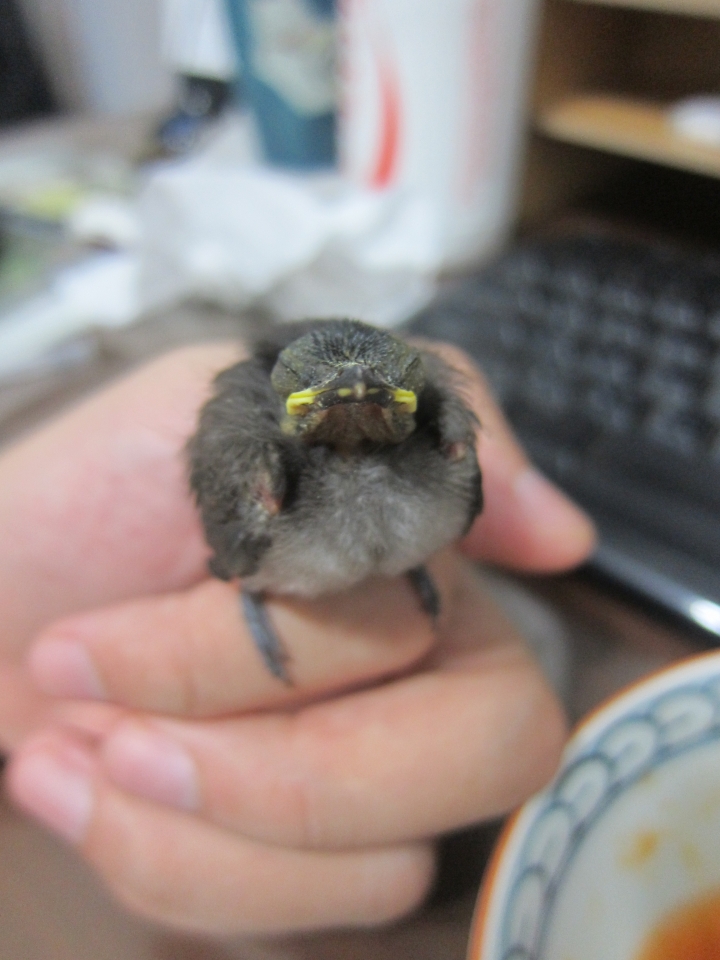 救了一隻白頭翁幼鳥...請教幾個問題