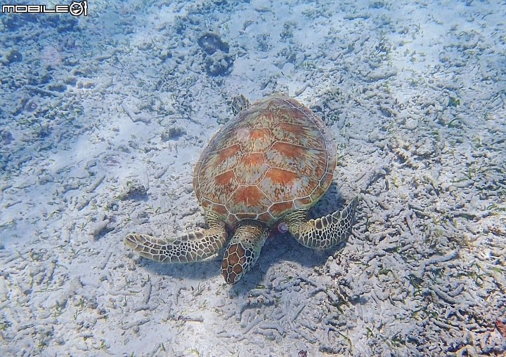 【沖繩自由行-離島】座間味島與海龜伴游