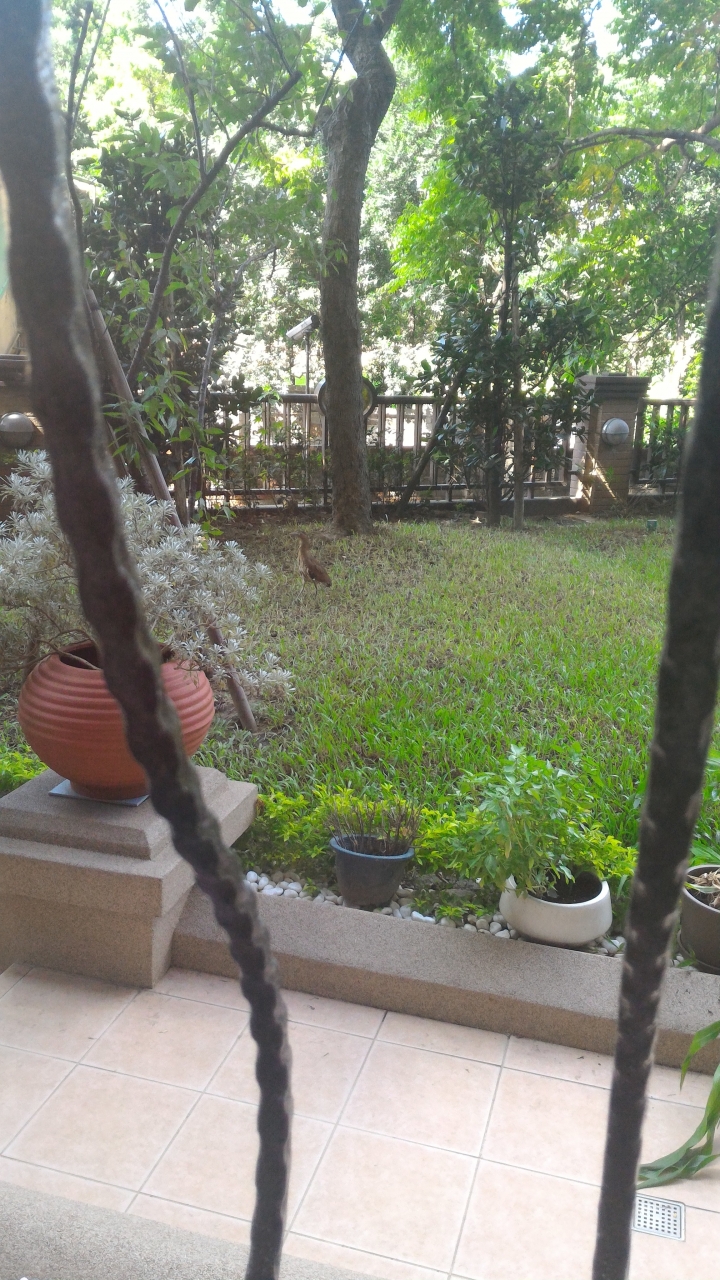 請問有人知道這鳥的名字是什麼嗎..？