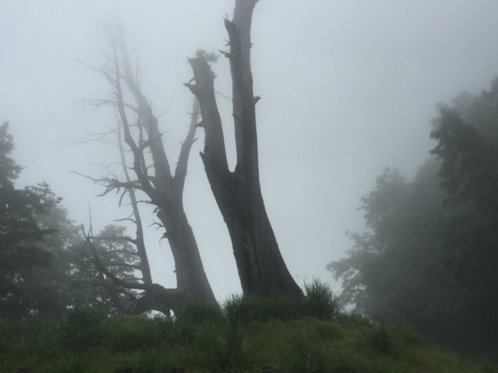 1050704 塔塔加麟趾山輕鬆健行