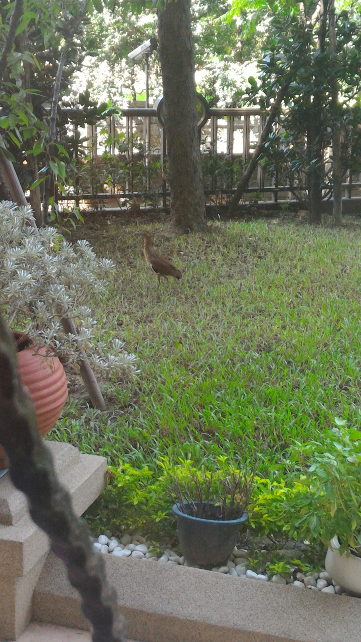 請問有人知道這鳥的名字是什麼嗎..？