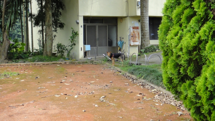 2016-06-25芒果出任務 之 信義鄉「人和波石聯絡道路」到「雙龍瀑布」