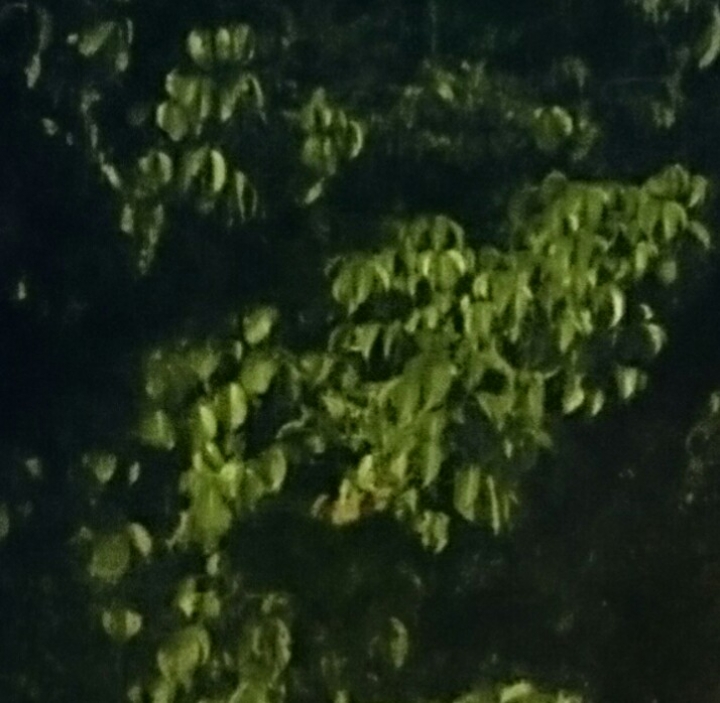高ISO 夜拍照片分享