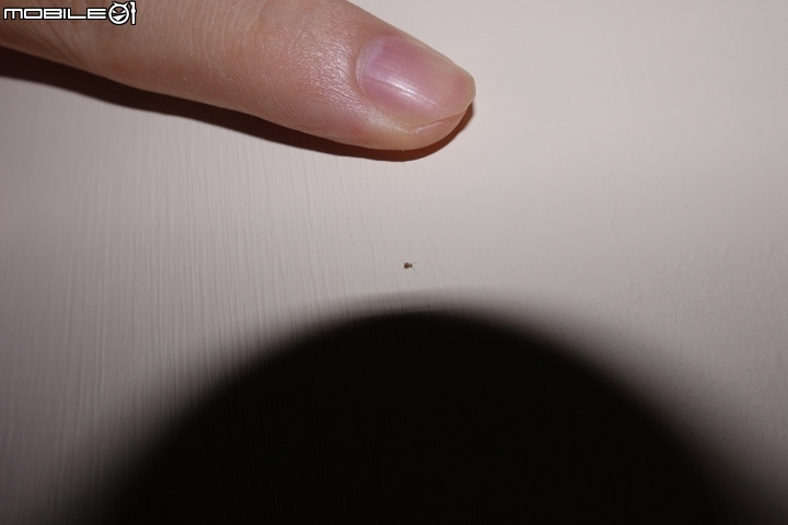 新租屋處出現了小小小蟲子