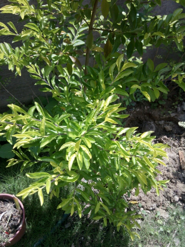 請教植物名??感謝
