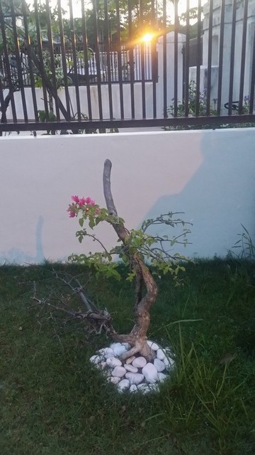 搶救白蟻肆虐的九重葛