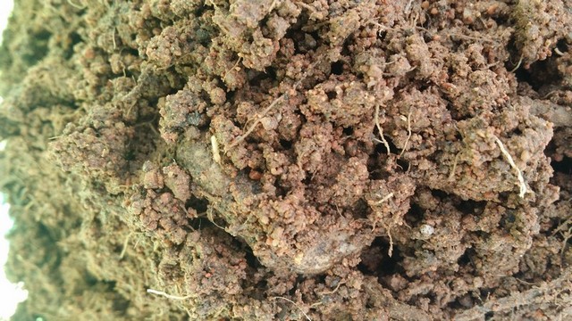 搶救白蟻肆虐的九重葛