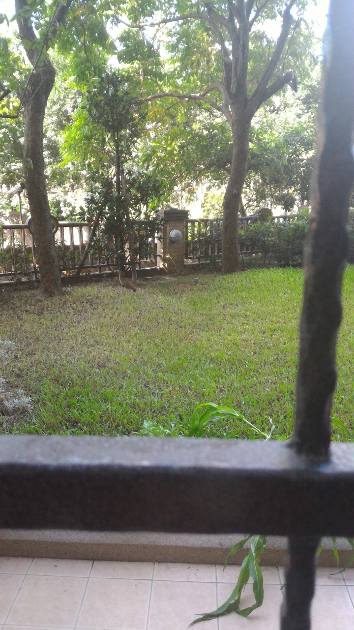 請問有人知道這鳥的名字是什麼嗎..？