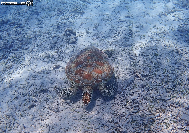 【沖繩自由行-離島】座間味島與海龜伴游