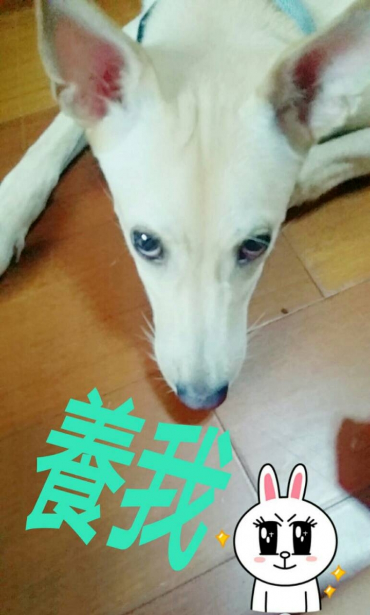 圖多...請給牠一個機會吧!