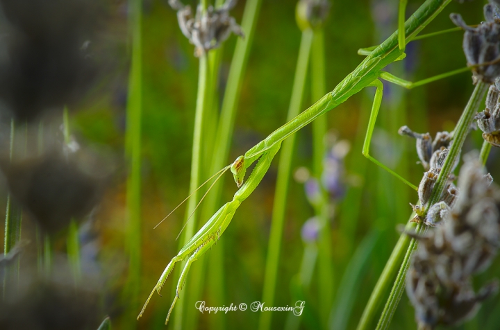 [微觀世界]不定期更新