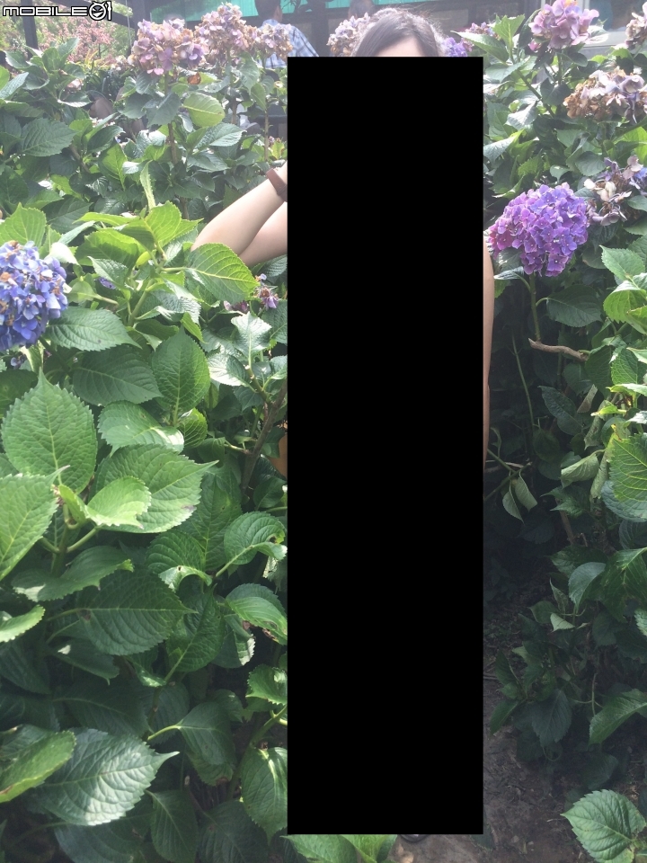 【台北．竹子湖．遊記】新鮮山菜與繡球花風潮～苗榜花園餐廳＆大梯田生態農園
