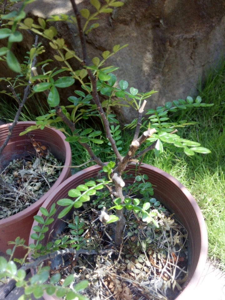 請教植物名??感謝