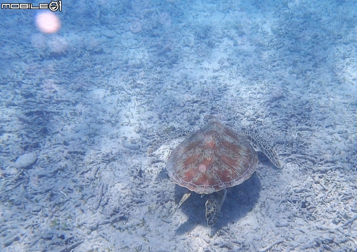 【沖繩自由行-離島】座間味島與海龜伴游