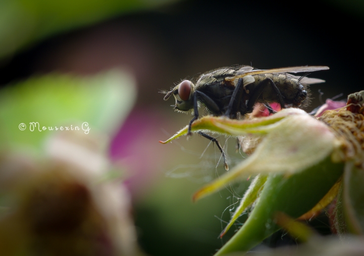 [微觀世界]不定期更新