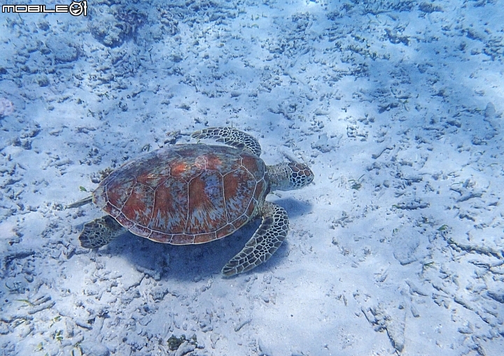 【沖繩自由行-離島】座間味島與海龜伴游