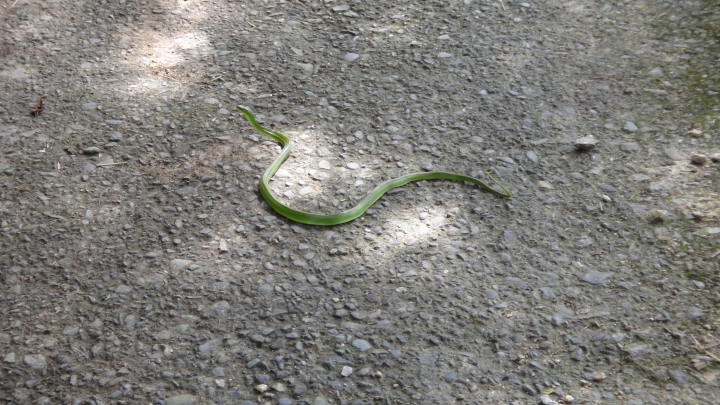 2016-06-25芒果出任務 之 信義鄉「人和波石聯絡道路」到「雙龍瀑布」
