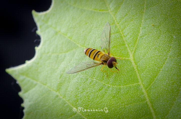 [微觀世界]不定期更新