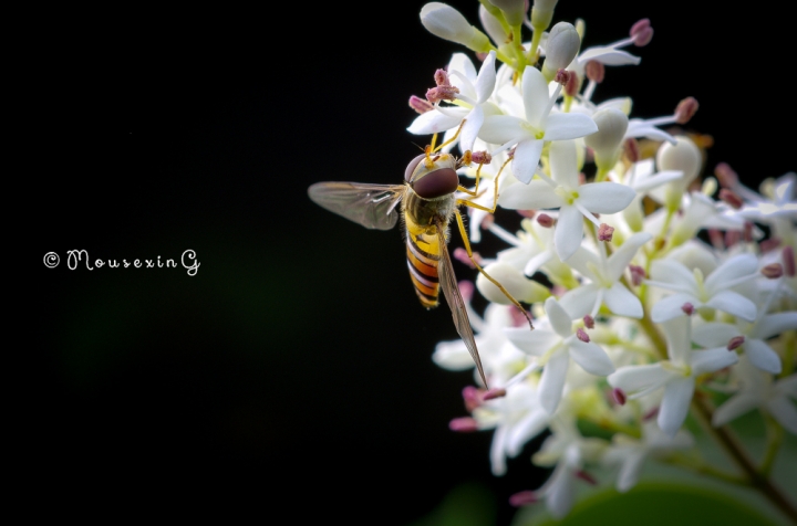 [微觀世界]不定期更新